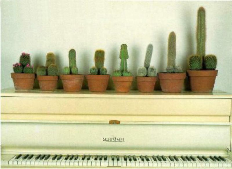 Cactussen Cactussen